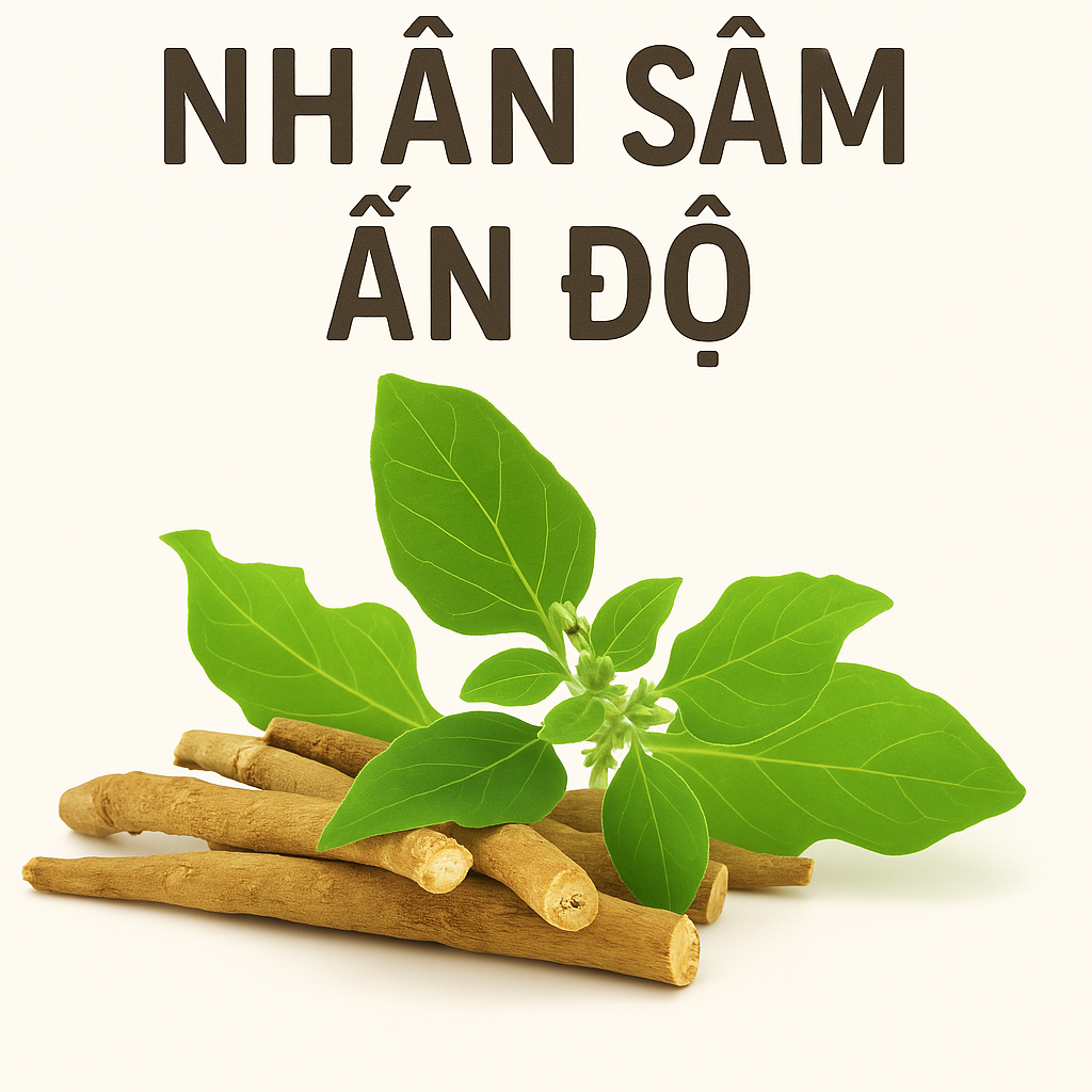 Sâm Ấn Độ thảo dươcj nổi tiếng nhất của Ayurveda